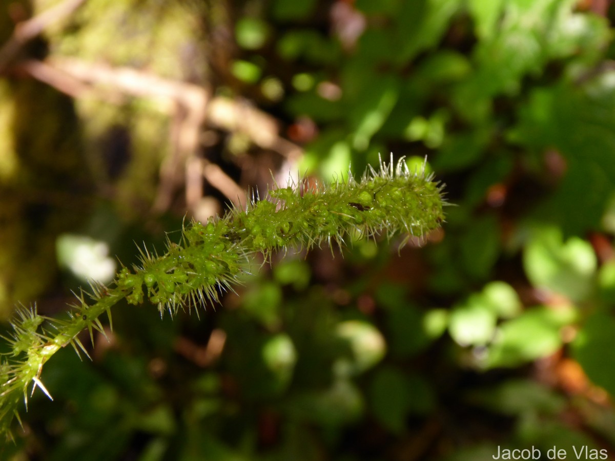 Girardinia diversifolia (Link) Friis